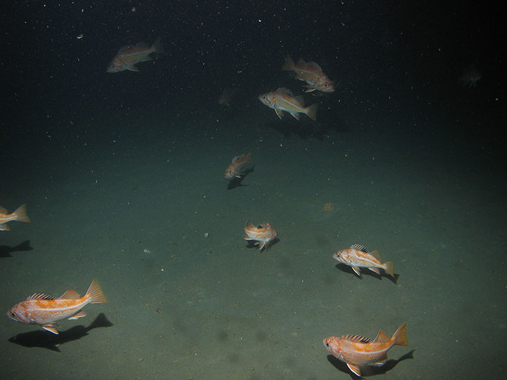 a group of rockfish in deep ocean water